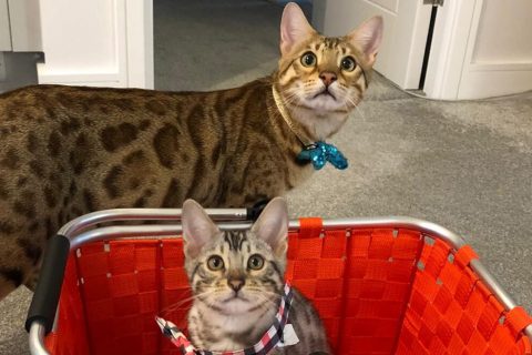 Simba and Diego in the Swiss basket
